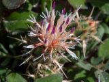 Centaurea raphanina ssp. mixta