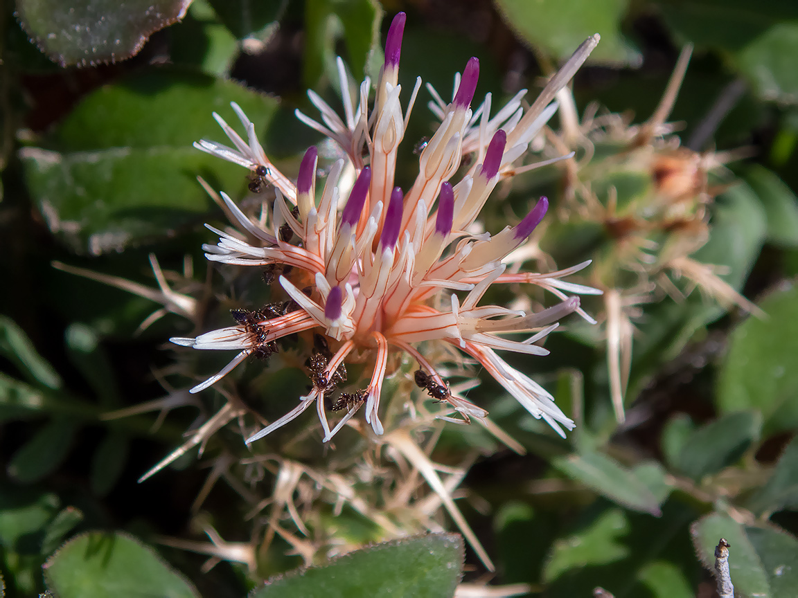 Изображение особи Centaurea raphanina ssp. mixta.