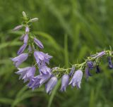 Campanula bononiensis. Соцветие. Пермский край, Кунгурский р-н, окр. ур. Подкаменная гора, сосновый бор, поляна. 10.07.2021.