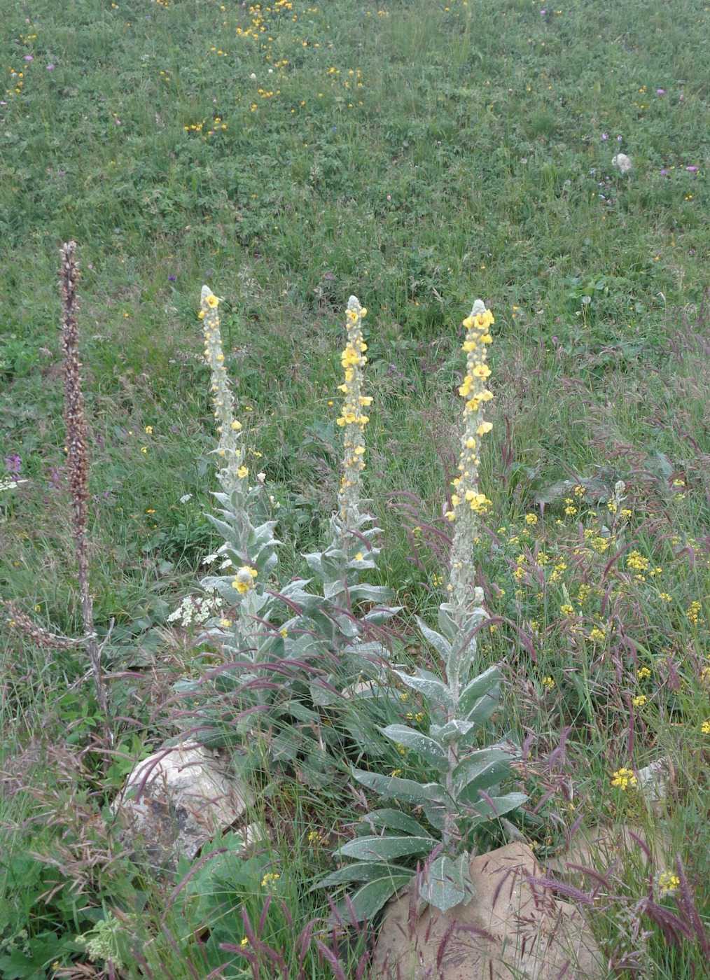 Image of Verbascum georgicum specimen.