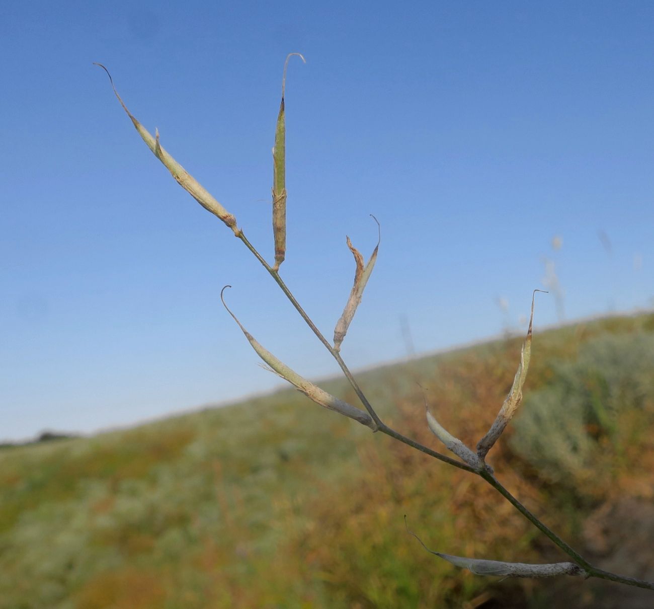 Изображение особи Astragalus ucrainicus.