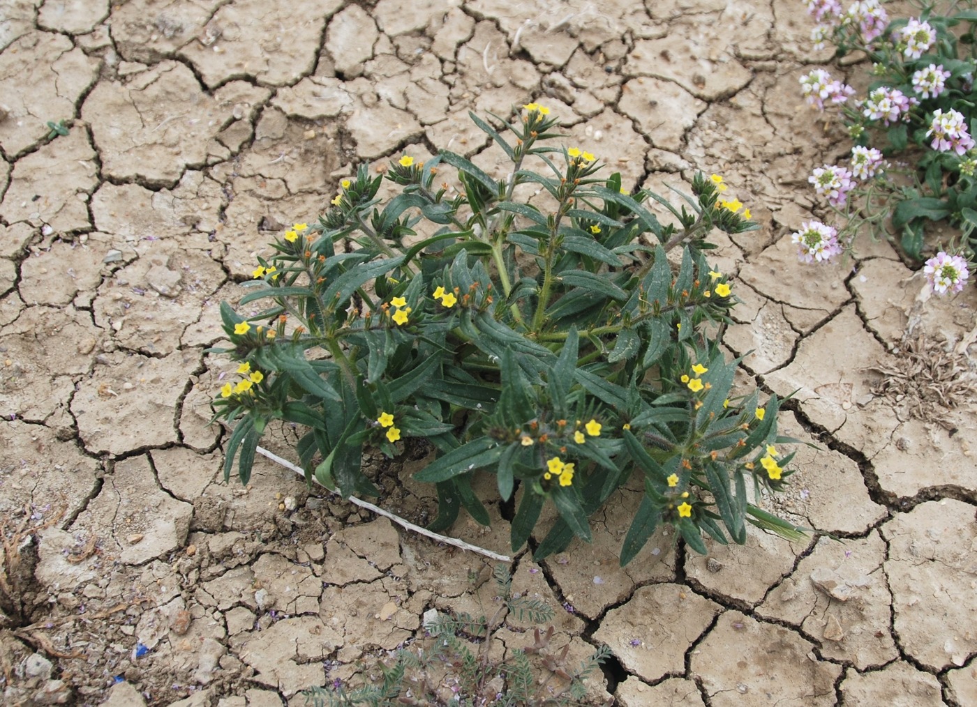 Image of Arnebia minima specimen.