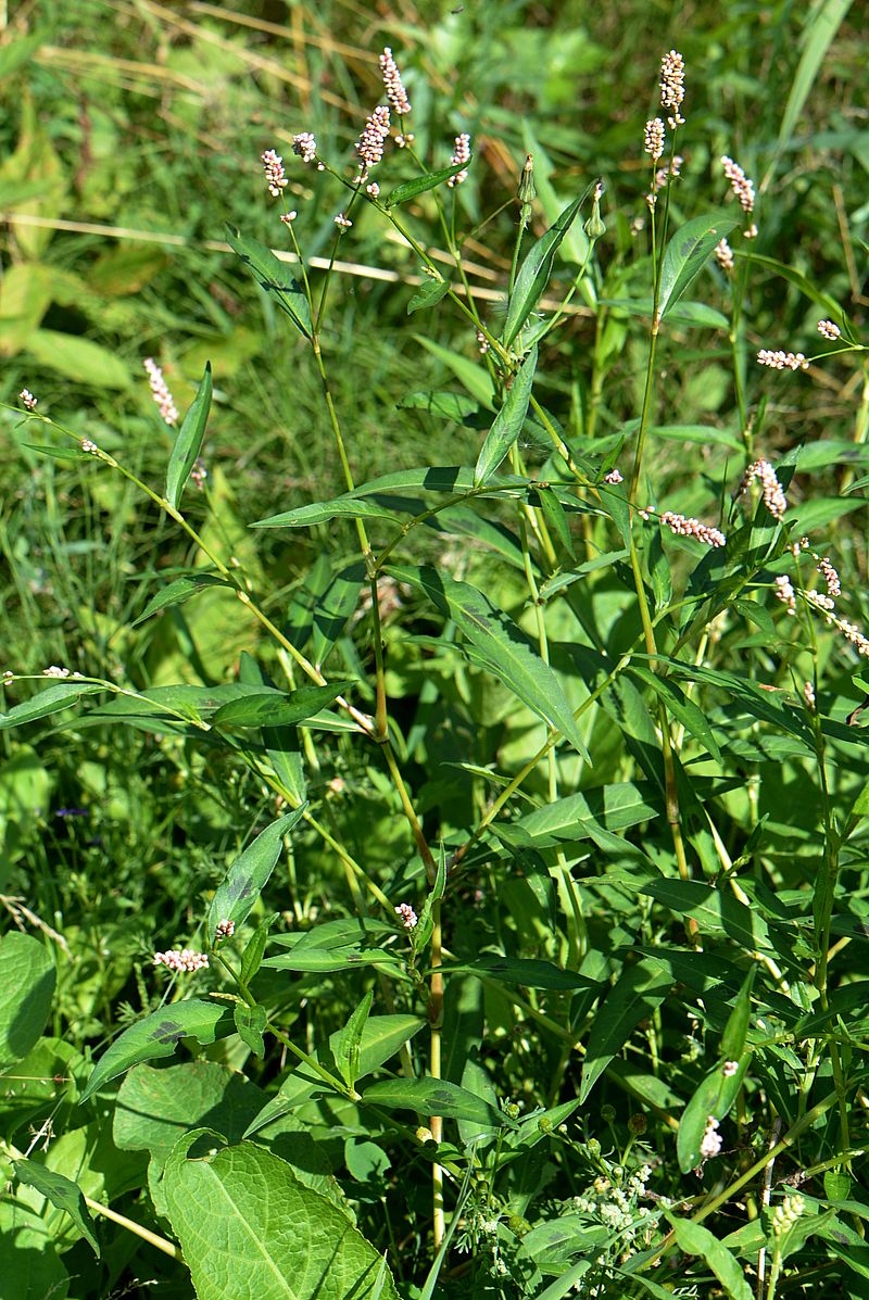 Image of Persicaria maculosa specimen.