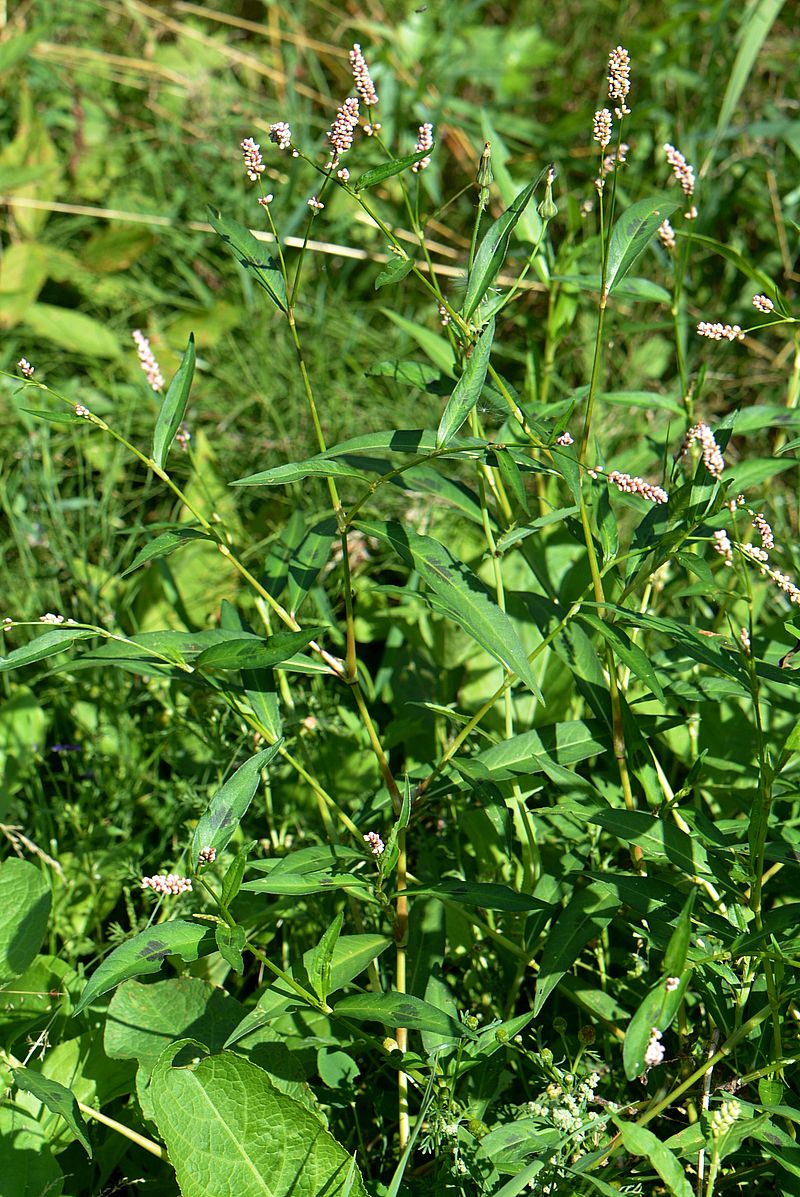 Изображение особи Persicaria maculosa.