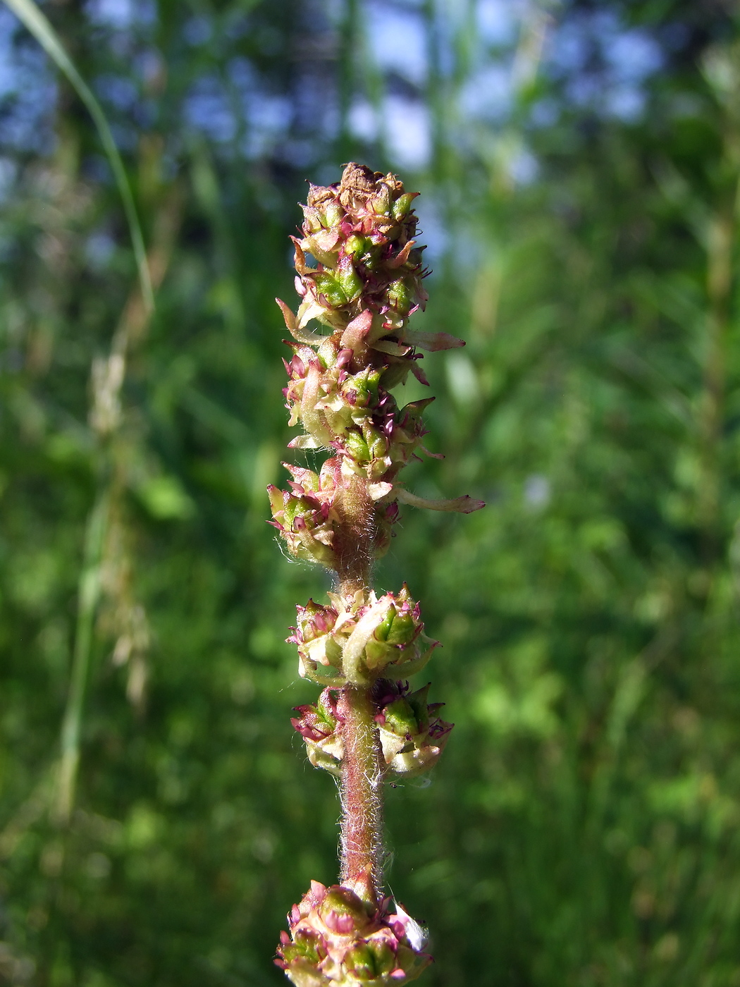 Image of Micranthes hieraciifolia specimen.