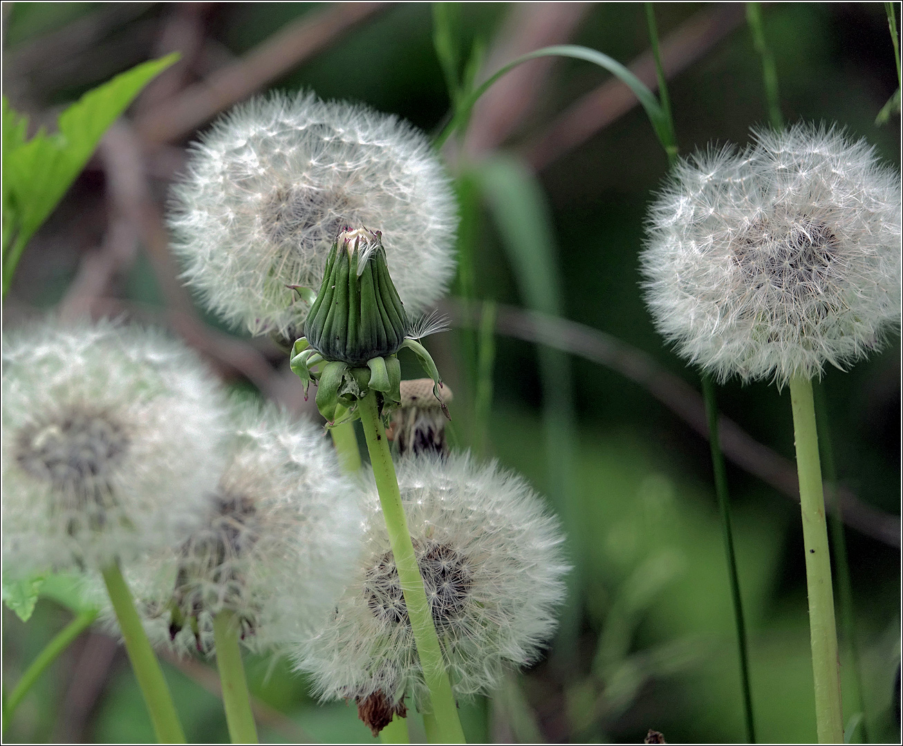 Изображение особи Taraxacum officinale.