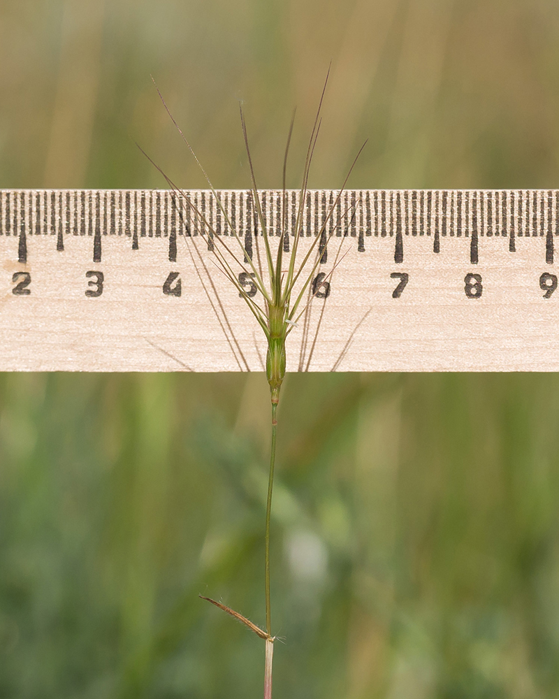 Изображение особи Aegilops biuncialis.