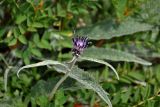 Saussurea tomentosa. Верхушка побега с соцветием. Хабаровский край, р-н им. Полины Осипенко, хр. Дуссе-Алинь, берег оз. Горное, ≈ 1300 м н.у.м., каменистый склон. 20.07.2021.