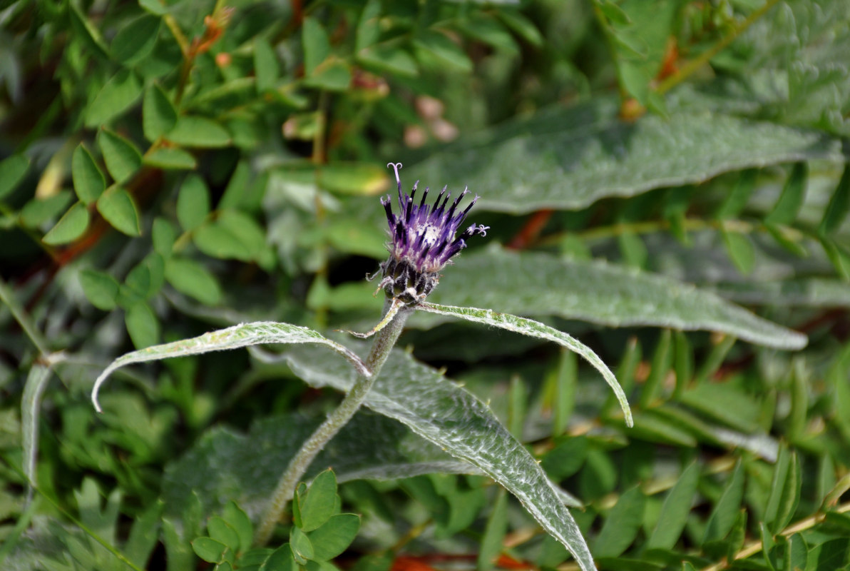 Image of Saussurea tomentosa specimen.