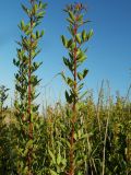 Pistacia lentiscus