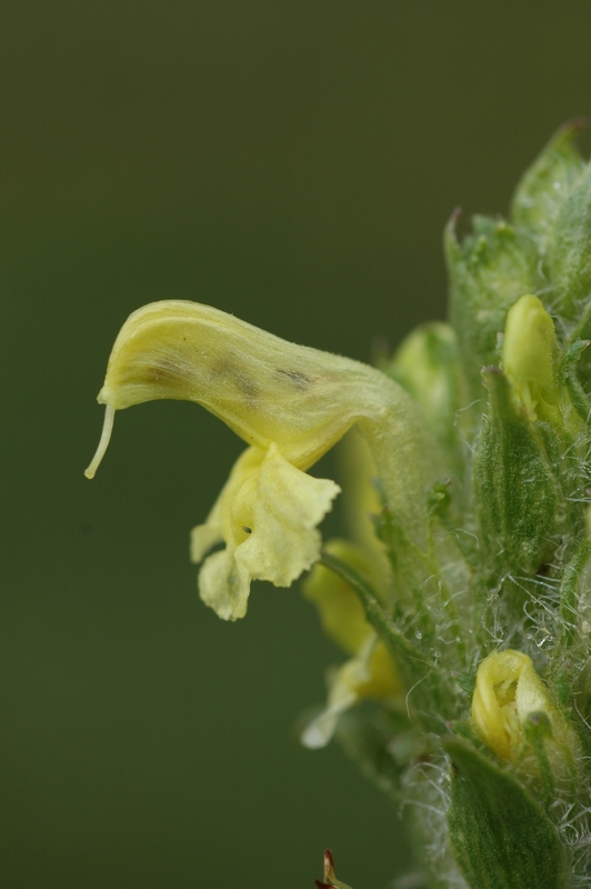 Image of Pedicularis ludwigii specimen.