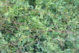 Clematis orientalis