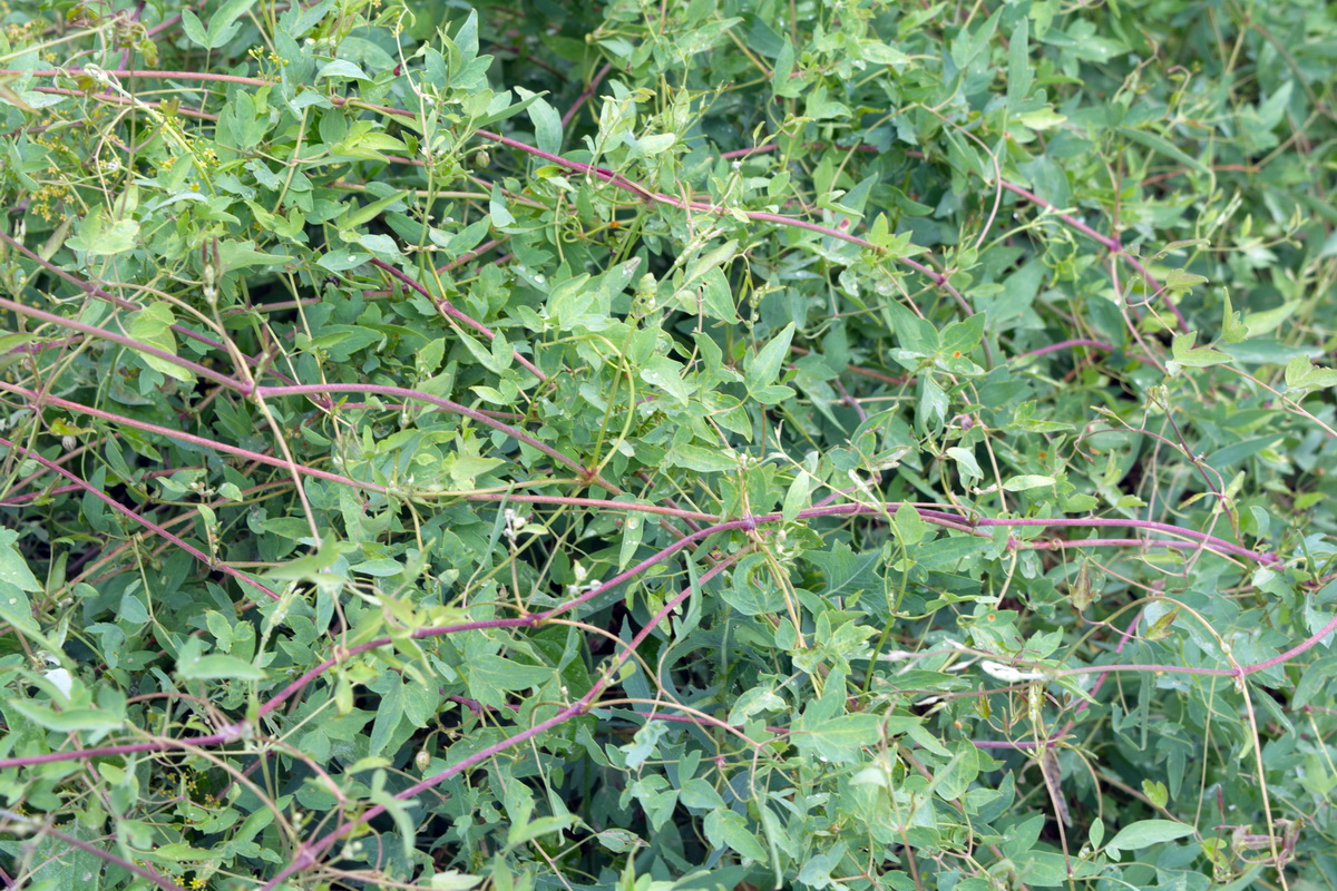 Image of Clematis orientalis specimen.