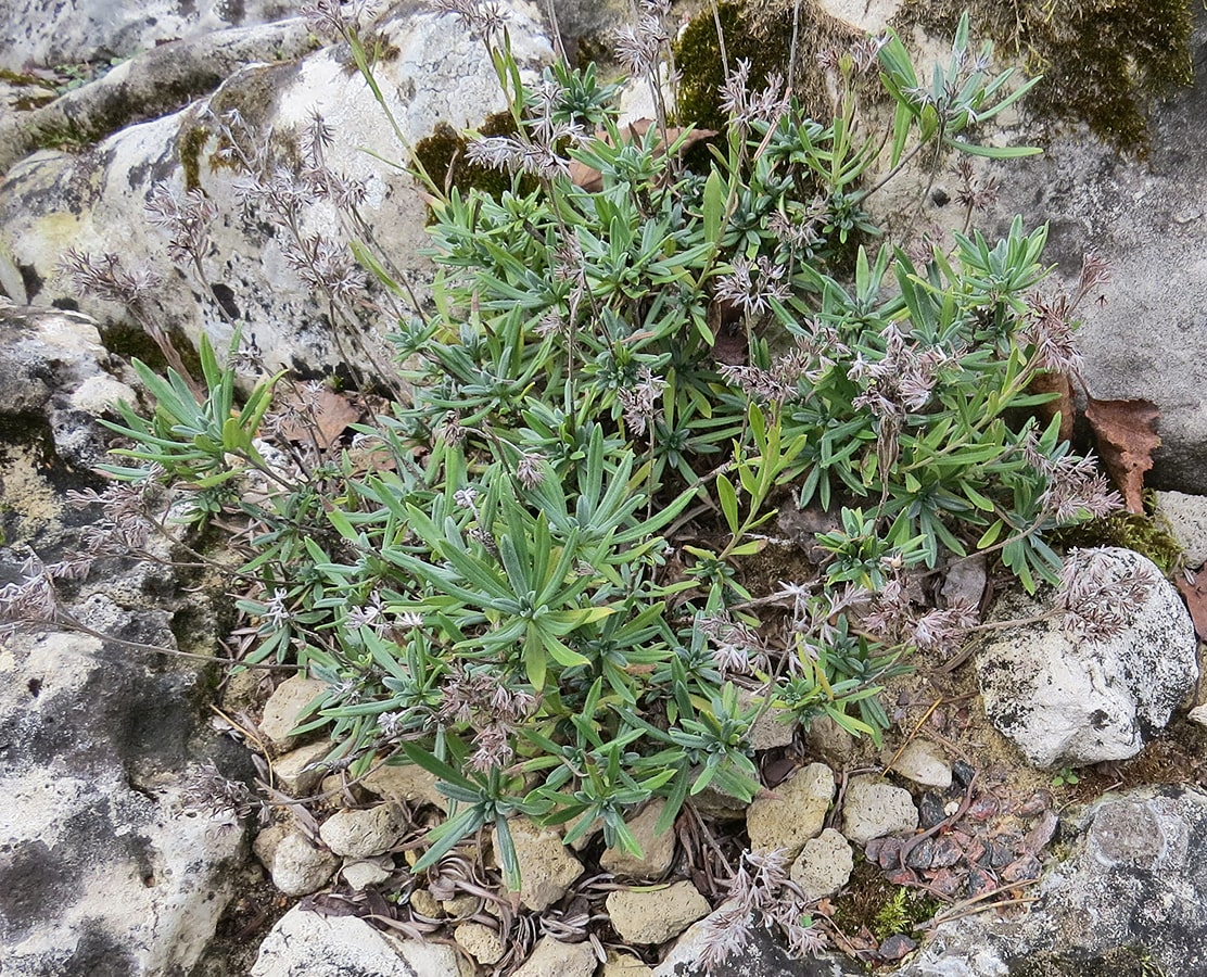 Image of Moltkia petraea specimen.