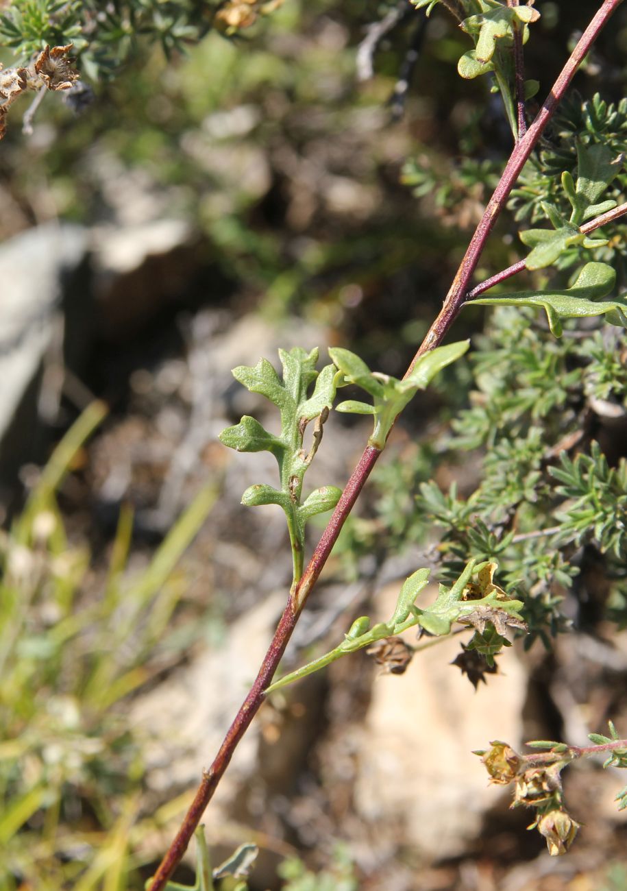 Image of Chrysanthemum sinuatum specimen.