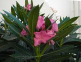 Nerium oleander