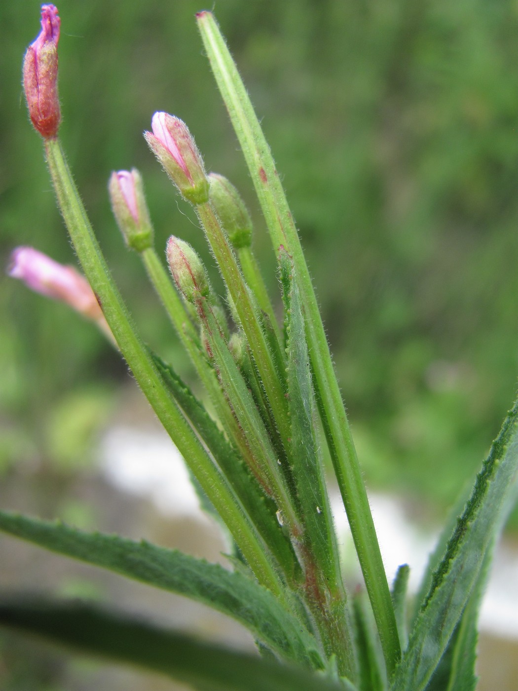 Image of Epilobium parviflorum specimen.