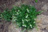 Silene foliosa. Цветущие растения. Приморье, Хасанский р-н, п-ов Гамова, бухта Тёплая, о-в Орлинка, роща Pinus densiflora, каменистый склон. 02.08.2021.
