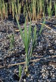 Typha latifolia. Вегетирующее растение. Астраханская обл., Икрянинский р-н, ерик Галга, выжженный участок берега, у воды. 23.04.2021.