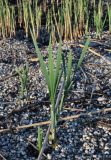 Typha latifolia