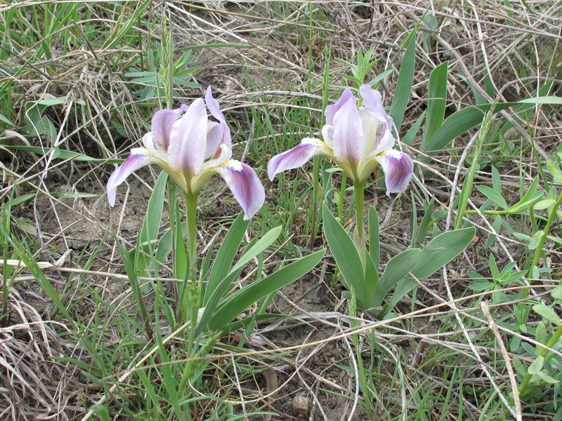 Image of Iris pumila specimen.
