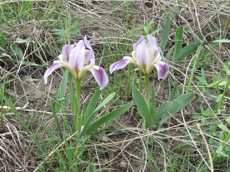 Изображение особи Iris pumila.