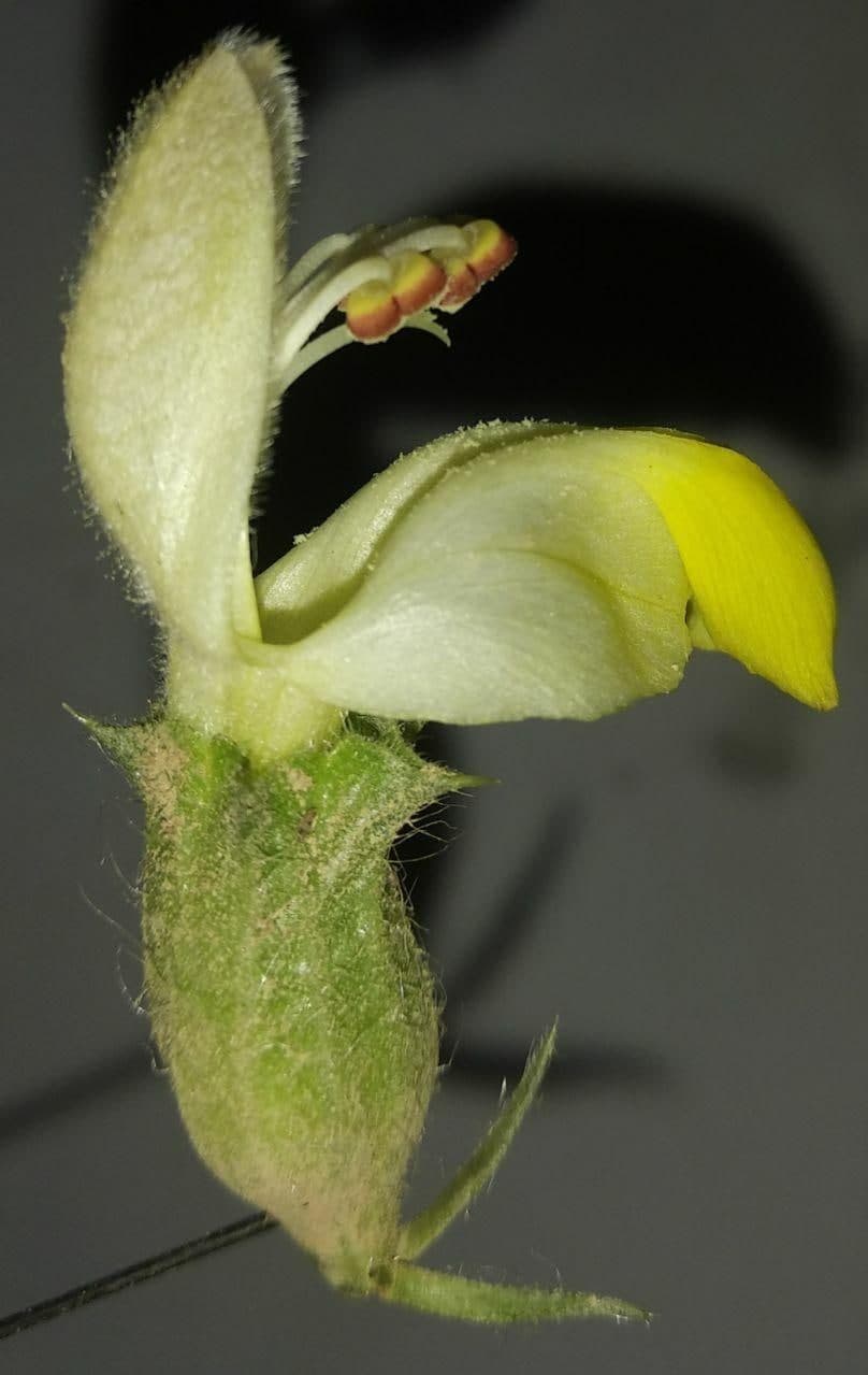 Image of Phlomoides labiosa specimen.