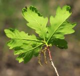 Quercus wutaishanica