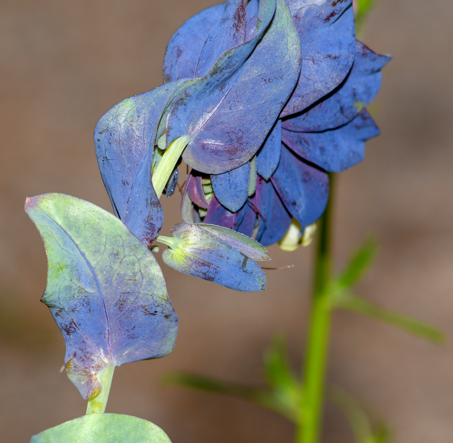 Изображение особи Cerinthe palaestina.
