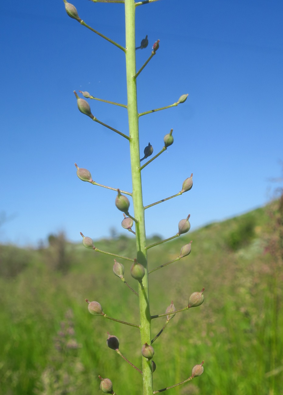 Image of Camelina microcarpa specimen.