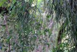 Rhipsalis baccifera. Плодоносящие ветви. Мадагаскар, провинция Анциранана, регион Диана, окр. г. Анциранана, национальный парк \"Янтарная гора\". 03.05.2018.