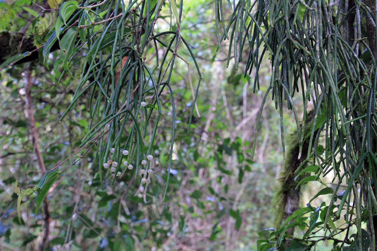 Изображение особи Rhipsalis baccifera.