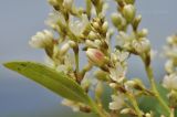 Aconogonon jurii