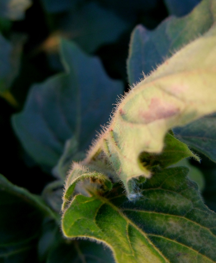 Изображение особи Solanum nitidibaccatum.
