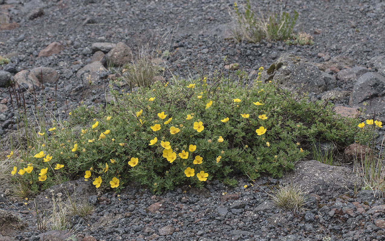 Image of Dasiphora fruticosa specimen.