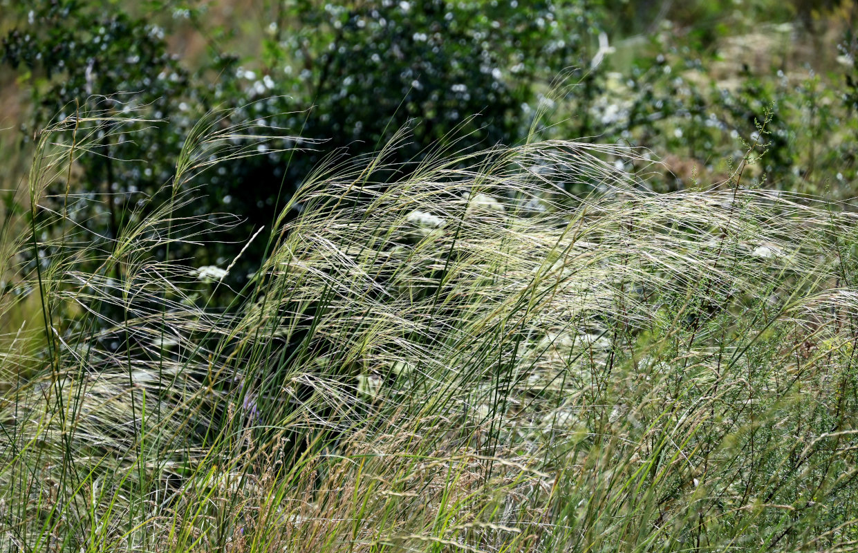 Image of genus Stipa specimen.