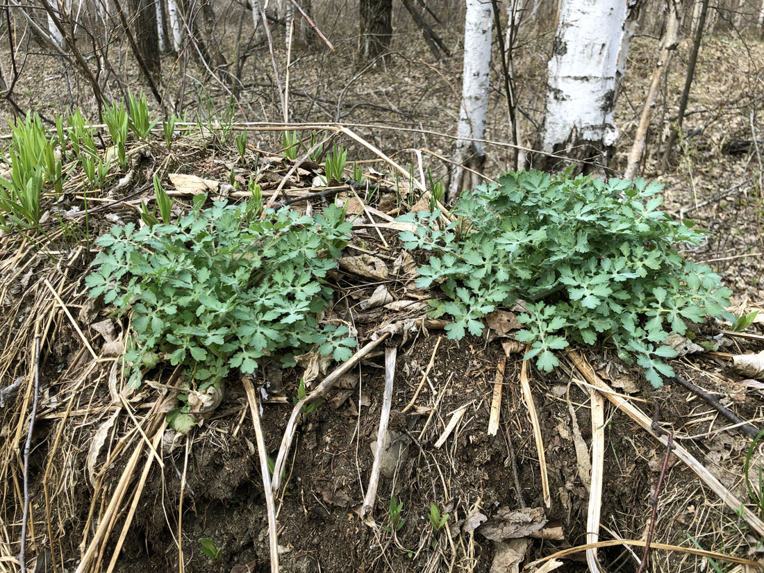 Изображение особи Chelidonium asiaticum.