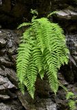 Woodsia caucasica. Вегетирующее растение. Чечня, Шатойский р-н, Нихалойские водопады, на скале. 26.07.2022.