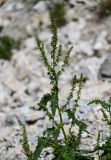 genus Rumex. Верхушка побега с соцветиями. Киргизия, Джалал-Абадская обл., Западный Тянь-Шань, берег оз. Кара-Камыш, ≈ 1800 м н.у.м., каменистый склон. 14.07.2022.