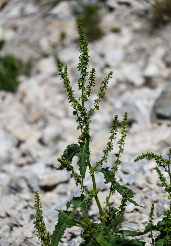 Изображение особи род Rumex.