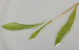 Image of taxon representative. Author is Эльвир Измайлов