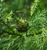 Cryptomeria japonica. Невызревшая шишка. Абхазия, Гудаутский р-н, г. Новый Афон, Афонская гора. 27.09.2022.