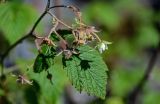 Rubus idaeus. Верхушка побега с соцветием. Красноярский край, Шушенский р-н, берег р. Енисей в окр. устья р. Голубая, каменистый склон. 10.06.2022.