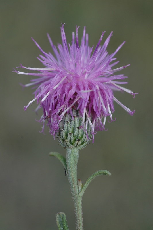 Image of Saussurea prostrata specimen.