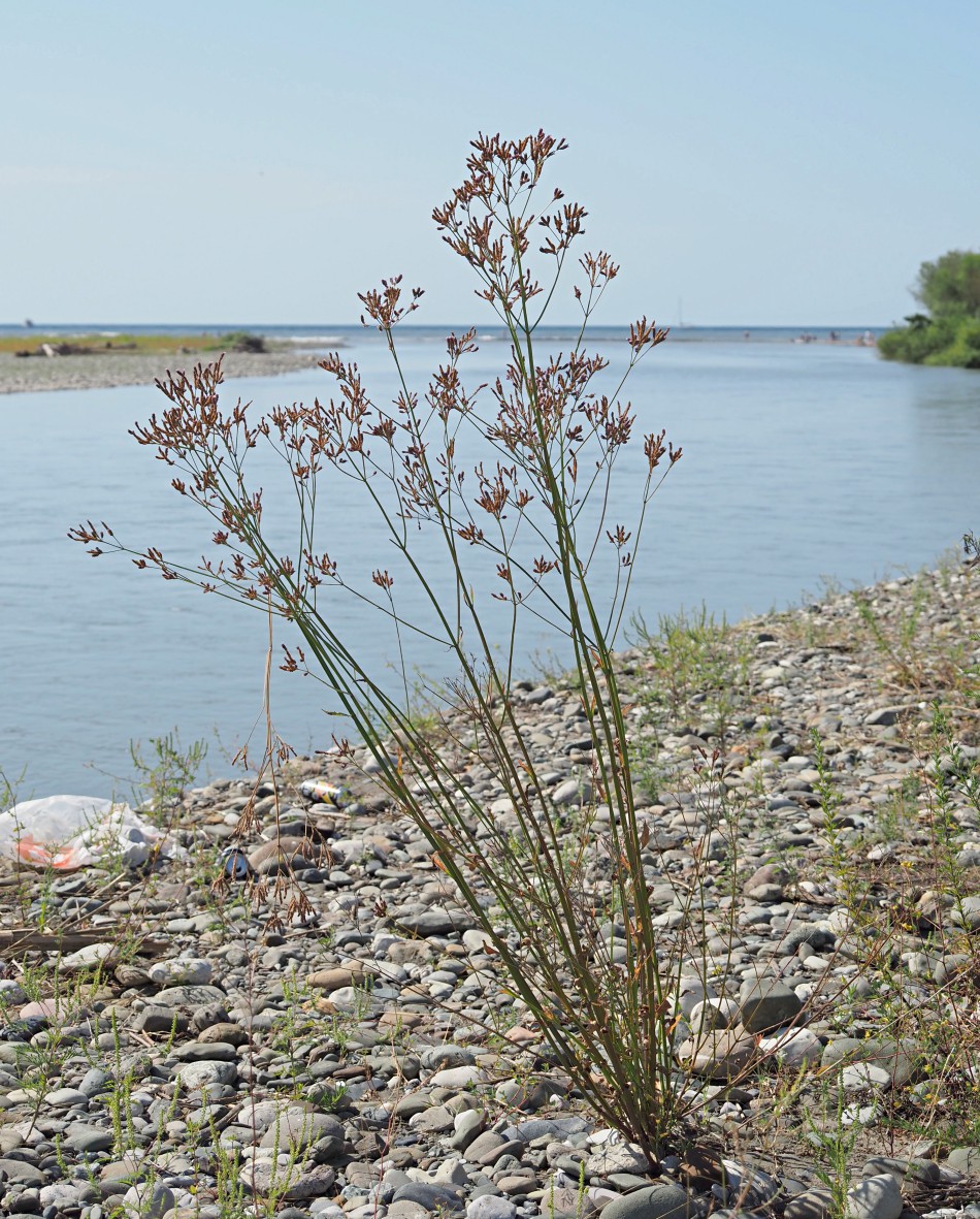 Image of Verbena brasiliensis specimen.