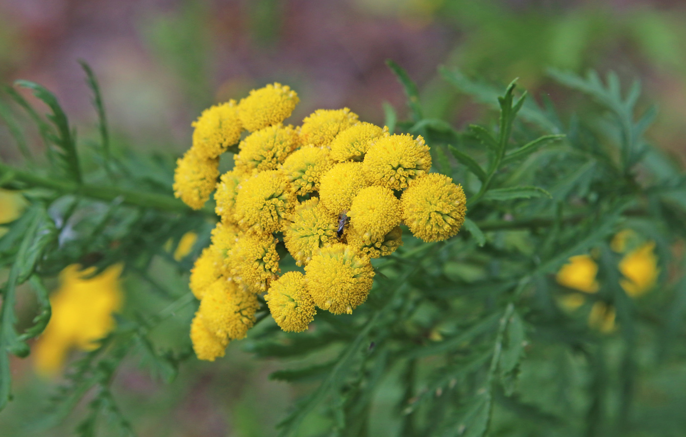 Image of Tanacetum vulgare specimen.