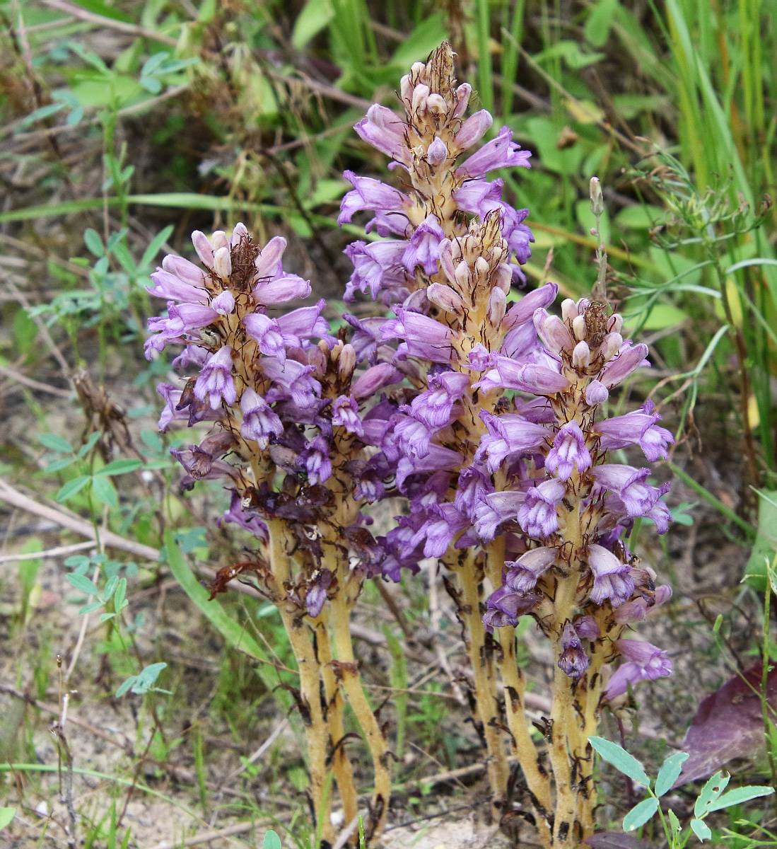 Image of Phelipanche arenaria specimen.