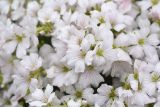 Gypsophila tenuifolia. Цветки. Республика Ингушетия, Джейрахский р-н, окр. альплагеря \"Кязи\", выс. 2000 м н.у.м, на камне. 23 июля 2022 г.