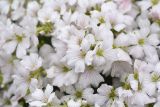 Gypsophila tenuifolia