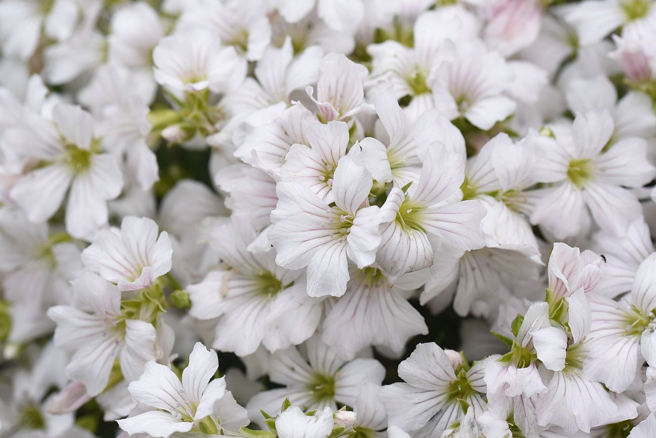 Изображение особи Gypsophila tenuifolia.